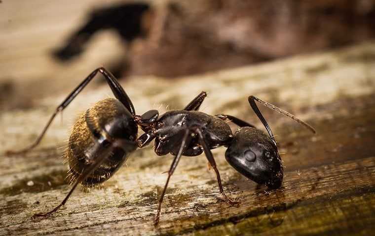 a big ant up close