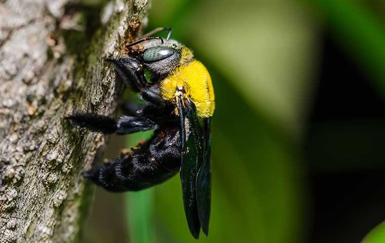 bee on tree