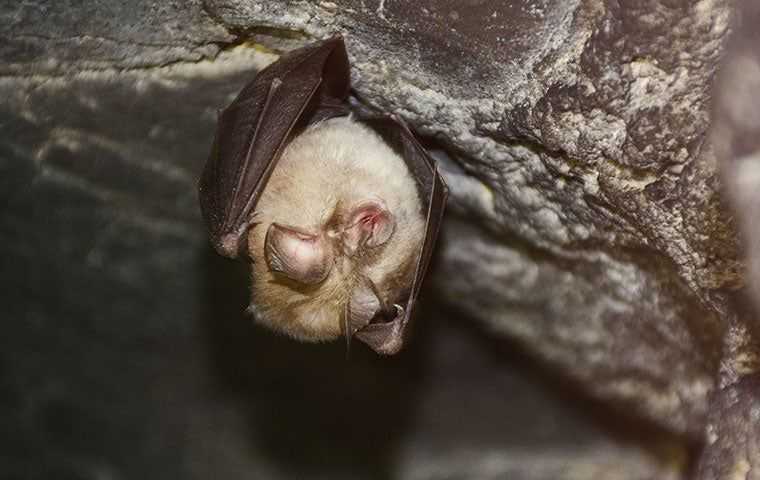 a bat in a cave