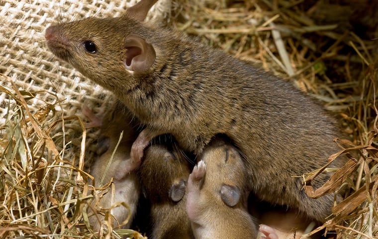 mouse with her babies