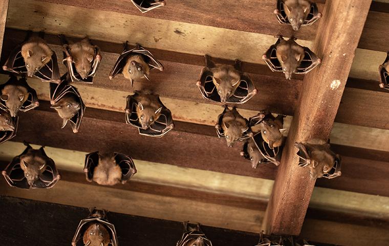 bats hanging from the ceiling 