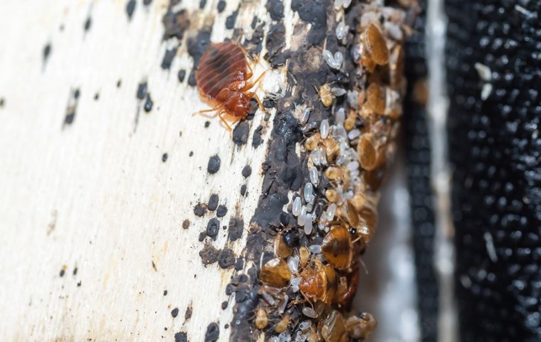 bed bug mess on a box spring