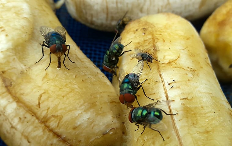 flies on rotten bananas
