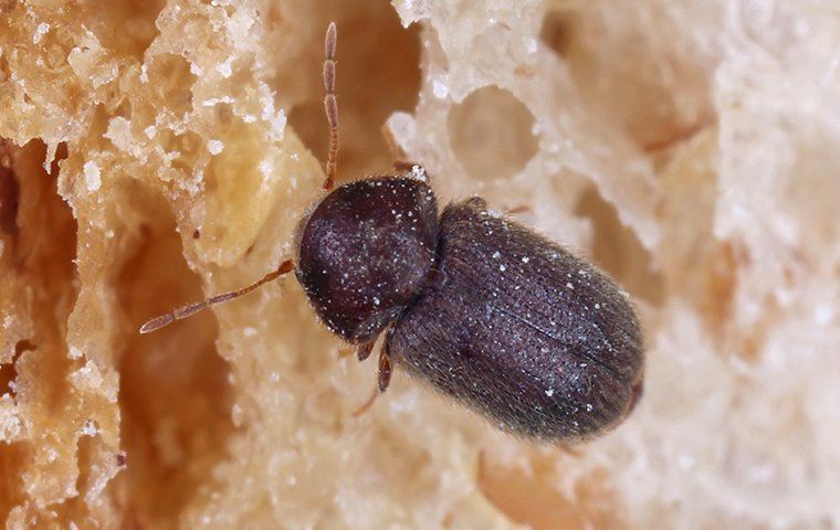 close up of a bug on bread