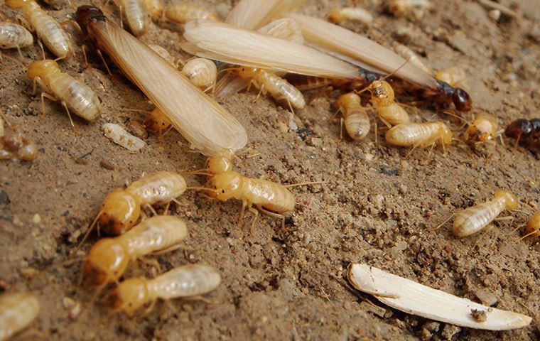 termite swarm on the ground